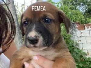 Cachorro raça SRD-ViraLata idade Abaixo de 2 meses nome Lua