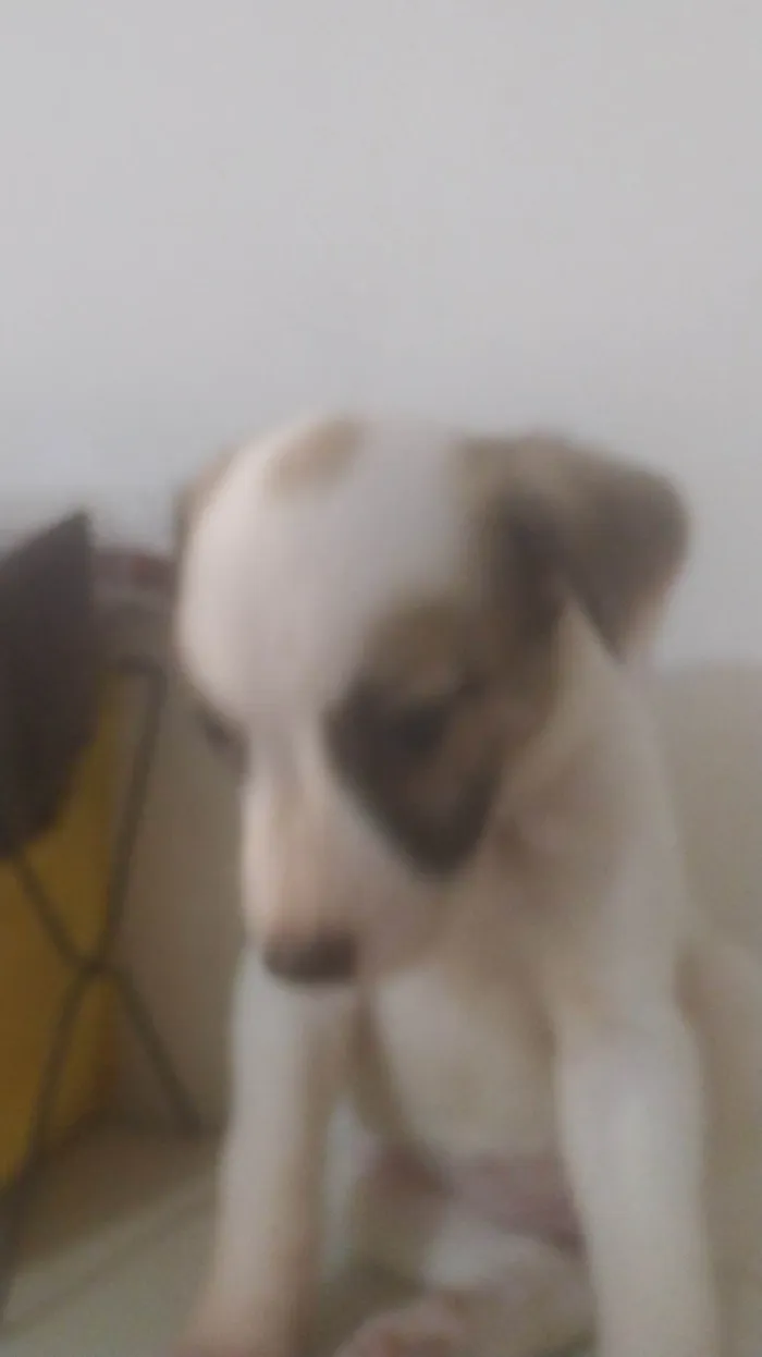 Cachorro ra a ND idade Abaixo de 2 meses nome BEBÊ 7