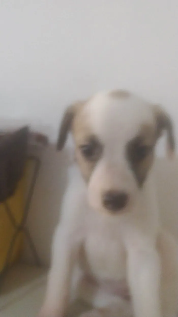 Cachorro ra a ND idade Abaixo de 2 meses nome BEBÊ 7