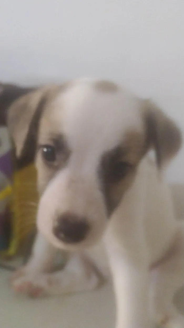 Cachorro ra a ND idade Abaixo de 2 meses nome BEBÊ 7