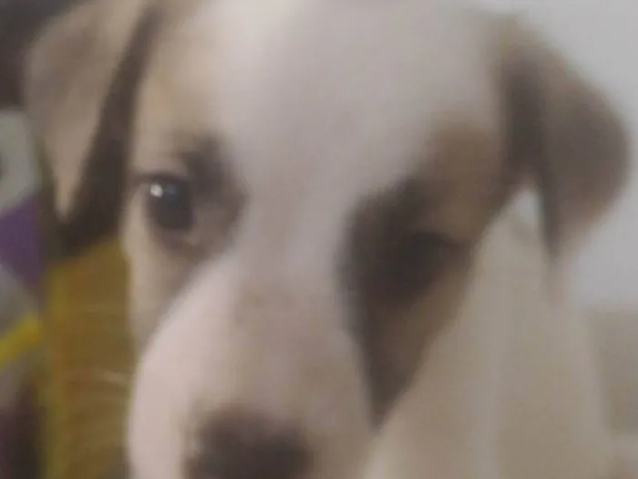 Cachorro ra a ND idade Abaixo de 2 meses nome BEBÊ 7