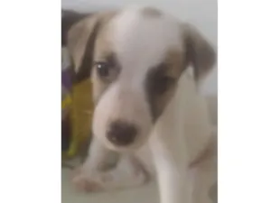 Cachorro raça ND idade Abaixo de 2 meses nome BEBÊ 7