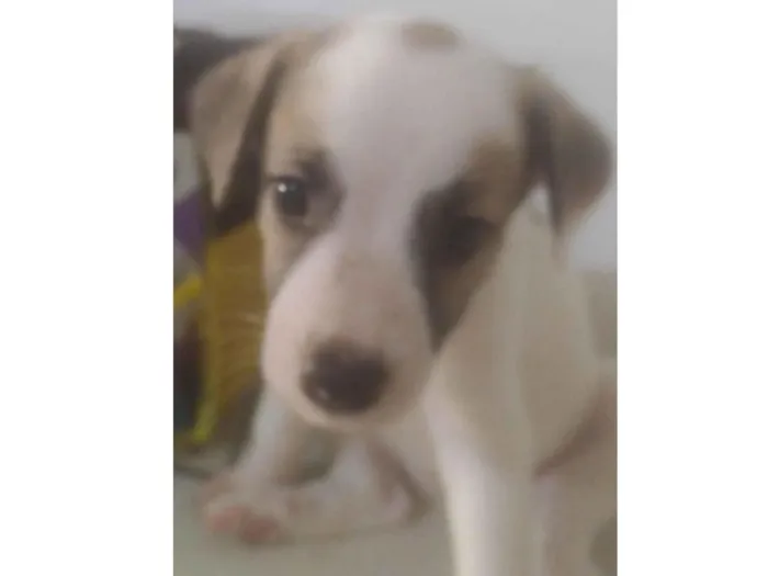 Cachorro ra a ND idade Abaixo de 2 meses nome BEBÊ 7