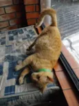 JUJUBA Felv+ e ESCAMINHAS