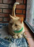 JUJUBA Felv+ e ESCAMINHAS