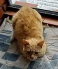 JUJUBA Felv+ e ESCAMINHAS