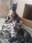 JUJUBA Felv+ e ESCAMINHAS