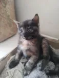 JUJUBA Felv+ e ESCAMINHAS