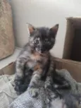 JUJUBA Felv+ e ESCAMINHAS