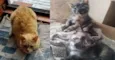 JUJUBA Felv+ e ESCAMINHAS