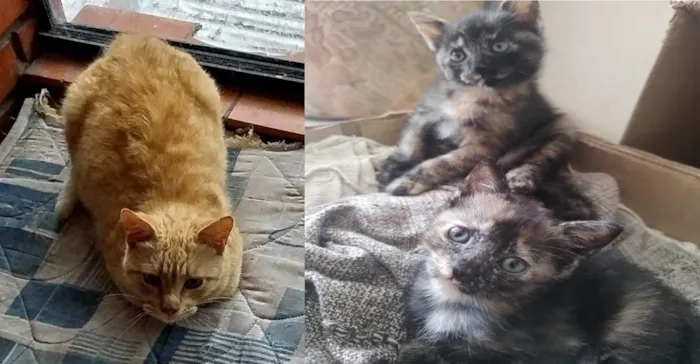 Gato ra a SRD-ViraLata idade 1 ano nome JUJUBA Felv+ e ESCAMINHAS