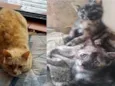 JUJUBA Felv+ e ESCAMINHAS