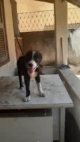 Filhotes