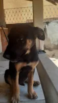 Filhotes