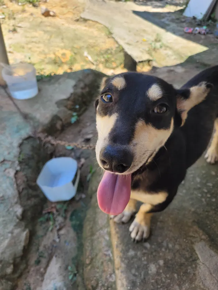 Cachorro ra a SRD-ViraLata idade 7 a 11 meses nome Raul