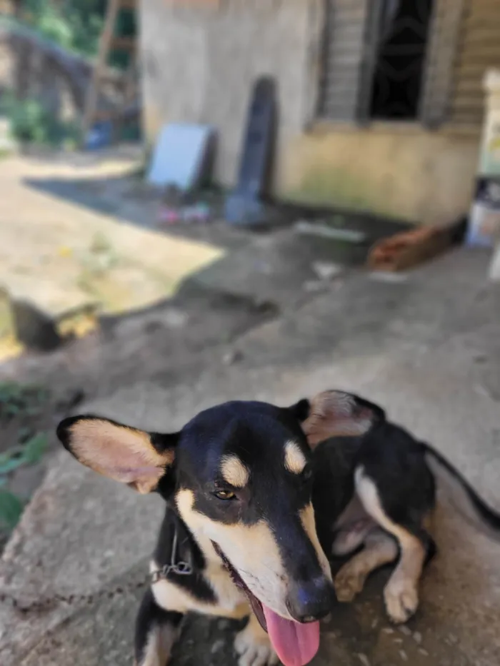 Cachorro ra a Salsicha  idade 1 ano nome Pimpão 