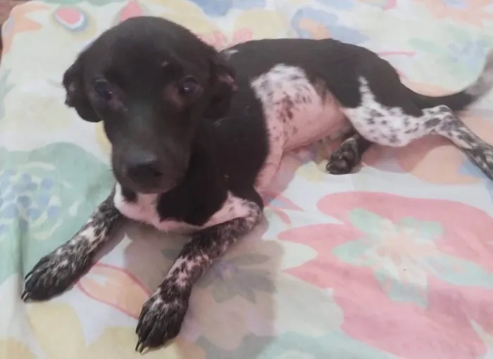Cachorro ra a SRD-ViraLata idade 2 a 6 meses nome Minnie