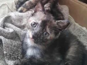 Gato raça SRD-ViraLata idade 1 ano nome JUJUBA Felv+ e ESCAMINHAS