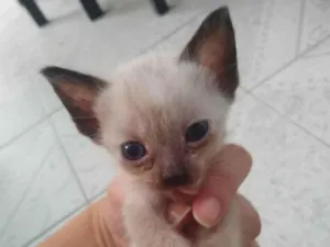 Gato raça Siamês  idade Abaixo de 2 meses nome Não tem nome