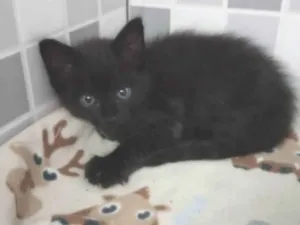 Gato raça SRD-ViraLata idade Abaixo de 2 meses nome Noah