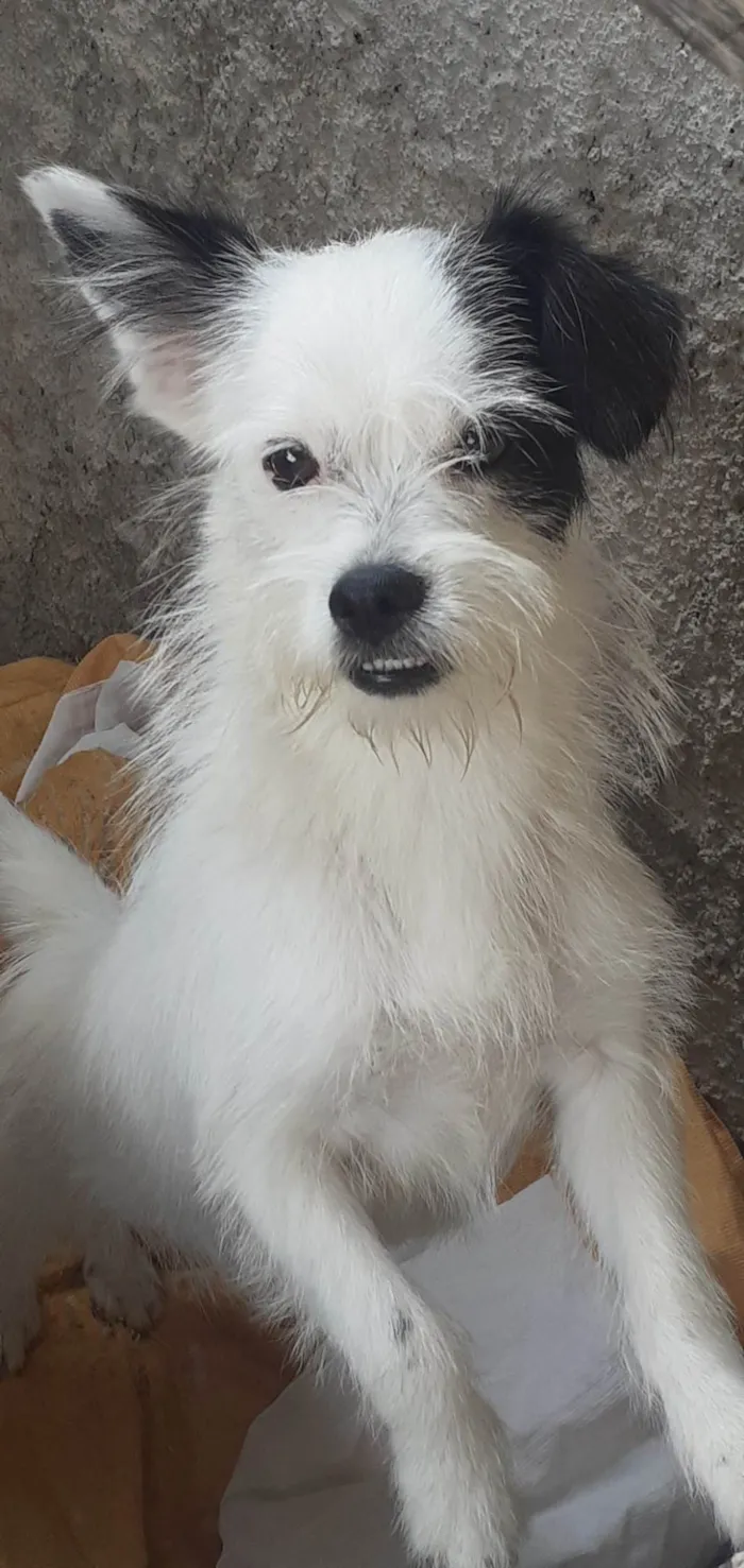 Cachorro ra a Desconhecida idade 7 a 11 meses nome Mel e Theo
