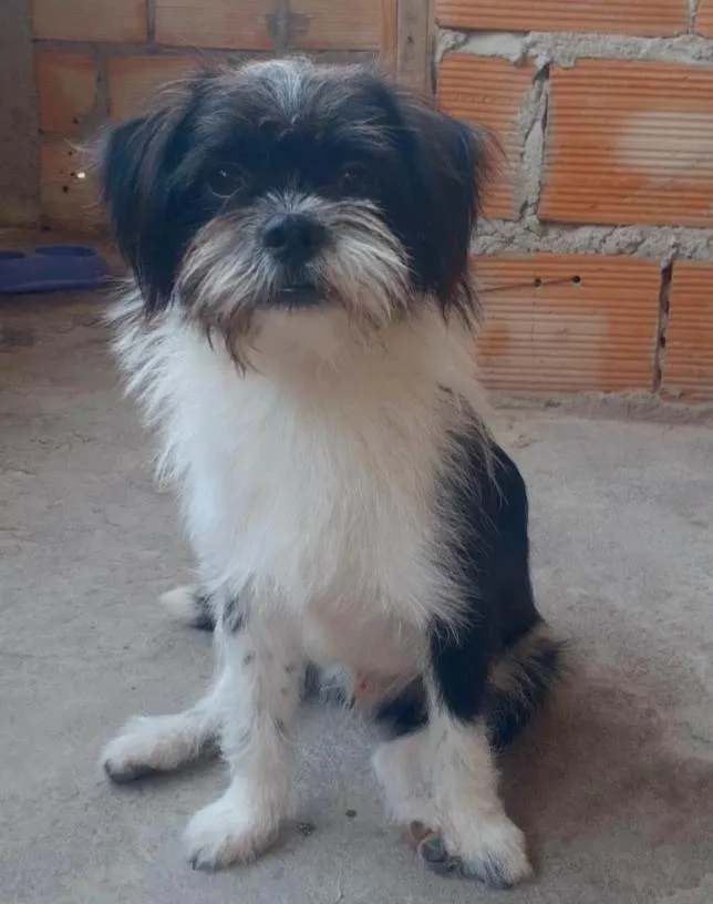 Cachorro ra a Desconhecida idade 7 a 11 meses nome Mel e Theo