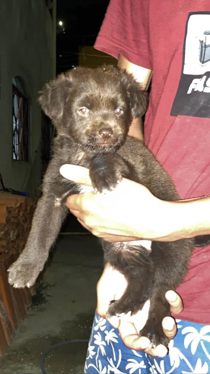 Cachorro ra a Chachaw misturado idade 2 a 6 meses nome Sem nome