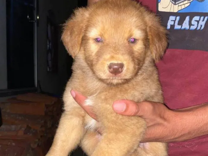 Cachorro ra a Chachaw misturado idade 2 a 6 meses nome Sem nome