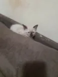 Menina