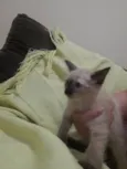 Menina