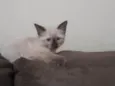 Menina