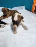 Bebês