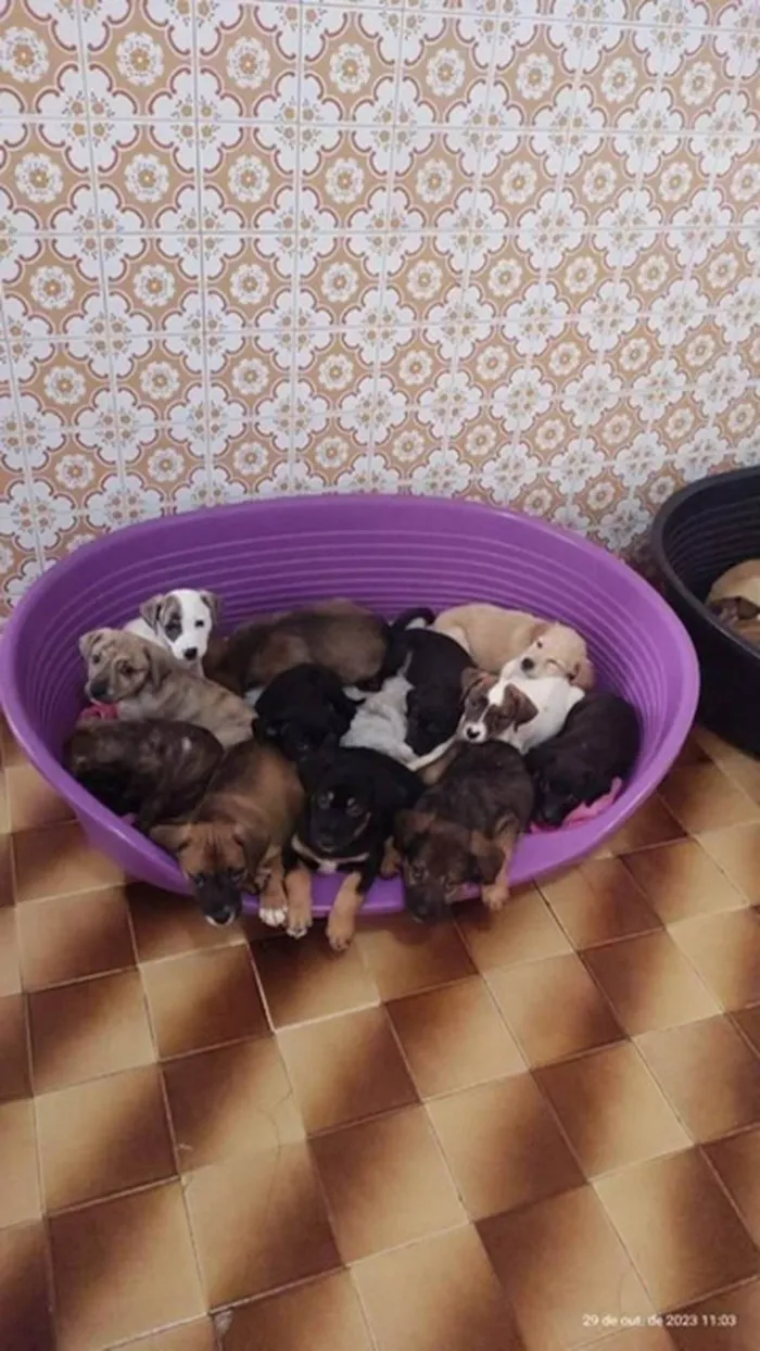 Cachorro ra a SRD-ViraLata idade 2 a 6 meses nome Bebês 