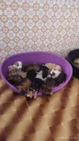 Bebês