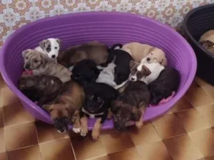 Cachorro raça SRD-ViraLata idade 2 a 6 meses nome Bebês 