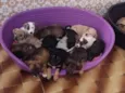 Bebês