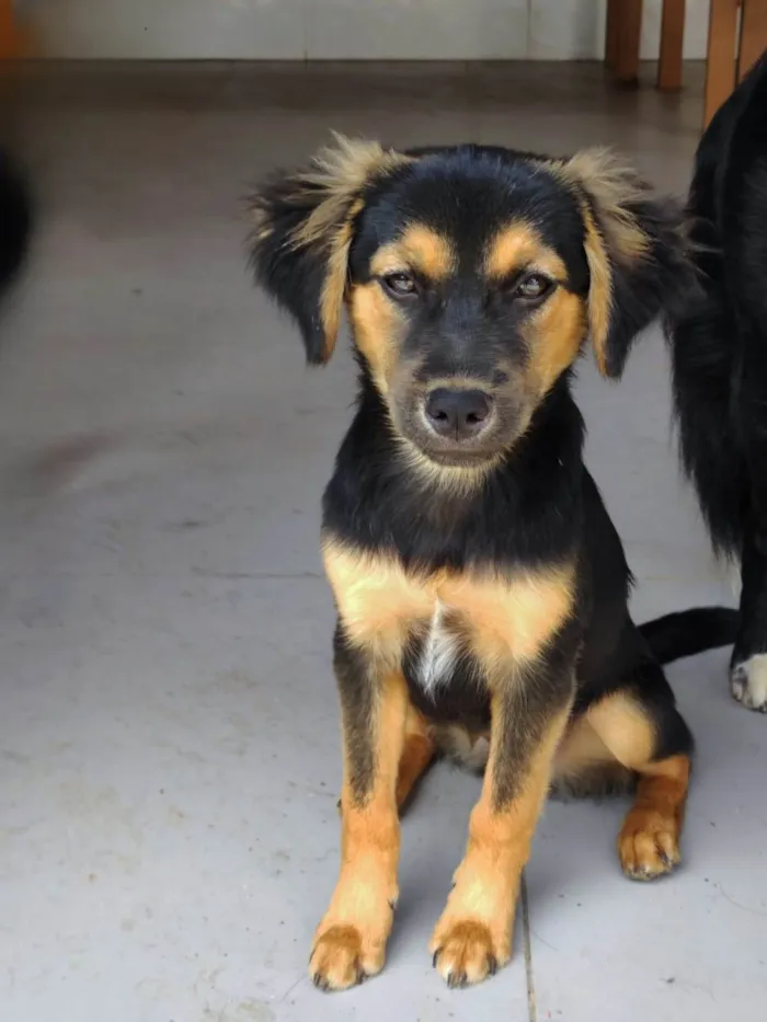 Cachorro ra a SRD-ViraLata idade 2 a 6 meses nome Sem nome