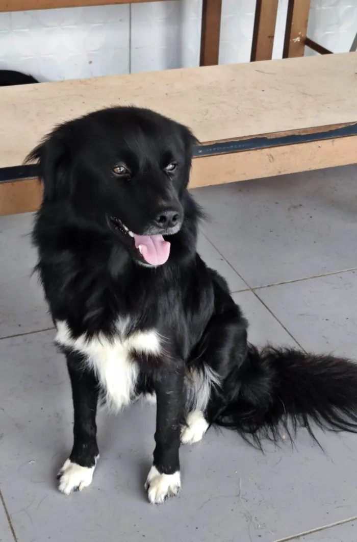 Cachorro ra a SRD-ViraLata idade 1 ano nome Tobias