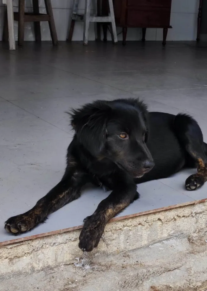 Cachorro ra a SRD-ViraLata idade 2 a 6 meses nome Sem nome 