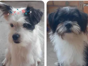 Cachorro raça Desconhecida idade 7 a 11 meses nome Mel e Theo
