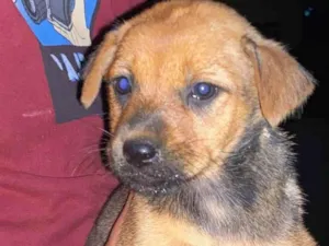 Cachorro raça Chachaw misturado idade 2 a 6 meses nome Sem nome