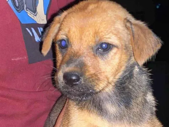 Cachorro ra a Chachaw misturado idade 2 a 6 meses nome Sem nome