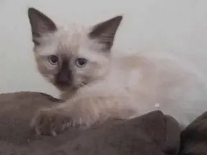 Gato raça SRD-ViraLata idade 2 a 6 meses nome Menina