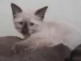 Menina
