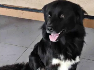 Cachorro raça Srd idade 1 ano nome Tobias