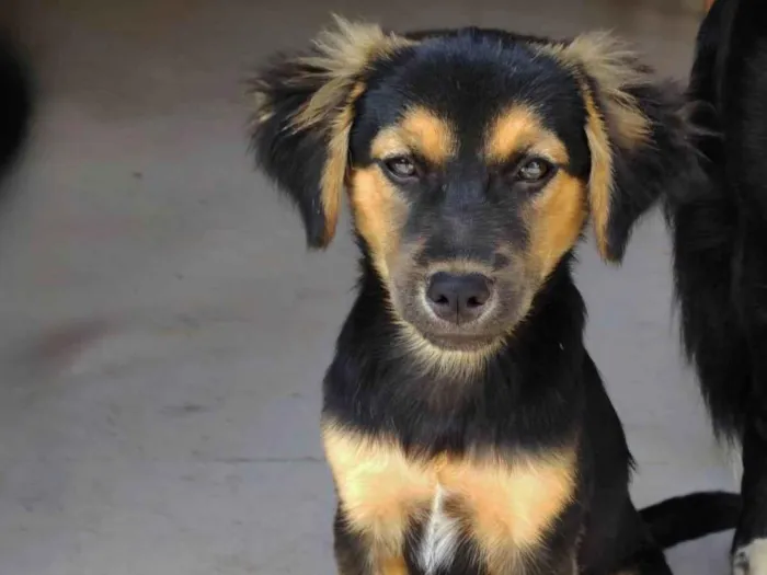 Cachorro ra a SRD-ViraLata idade 2 a 6 meses nome Sem nome