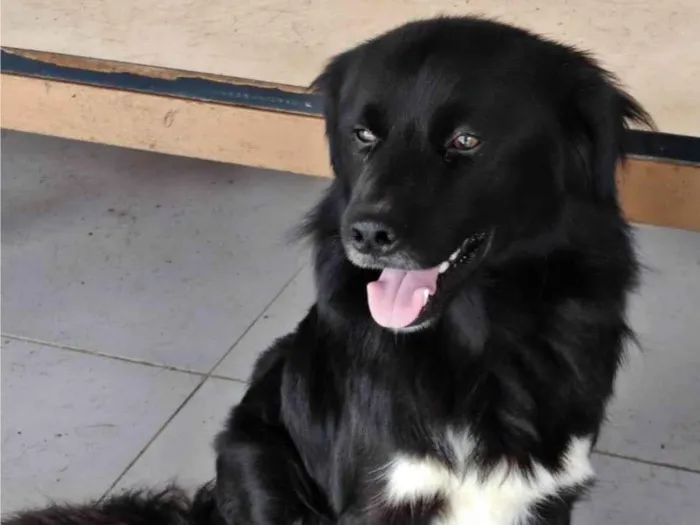 Cachorro ra a SRD-ViraLata idade 1 ano nome Tobias