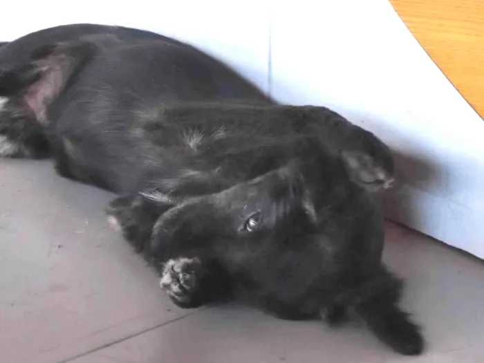 Cachorro ra a SRD-ViraLata idade 2 a 6 meses nome Sem nome 03