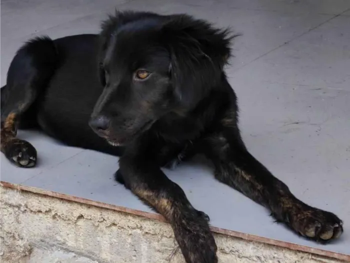 Cachorro ra a SRD-ViraLata idade 2 a 6 meses nome Sem nome 