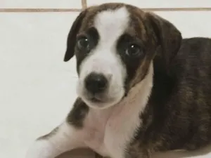 Cachorro raça SRD-ViraLata idade 2 a 6 meses nome Skye